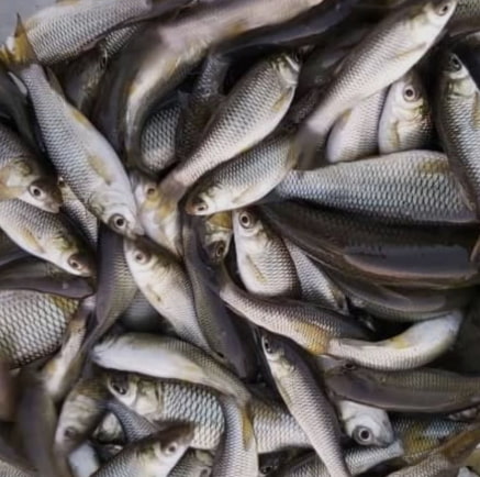 تصویر 1 از ماهی کپور مشهد عرضه تازه با دسترسی سریع و کیفیت مناسب بازار محلی